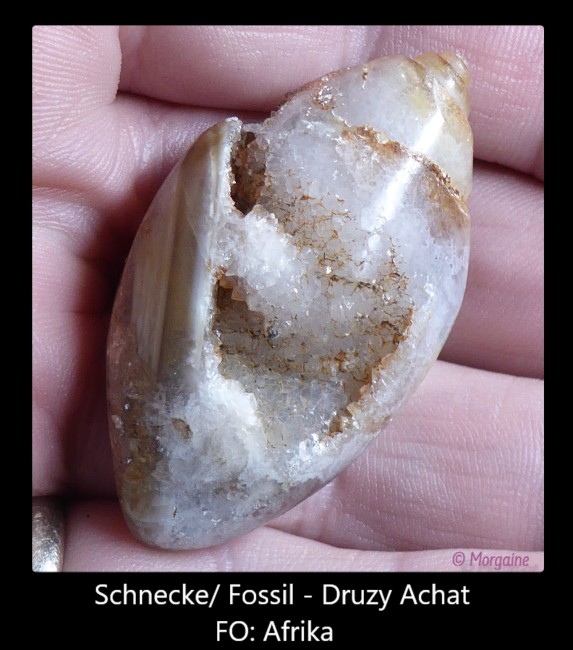 Druzy Agate Fossil .jpg