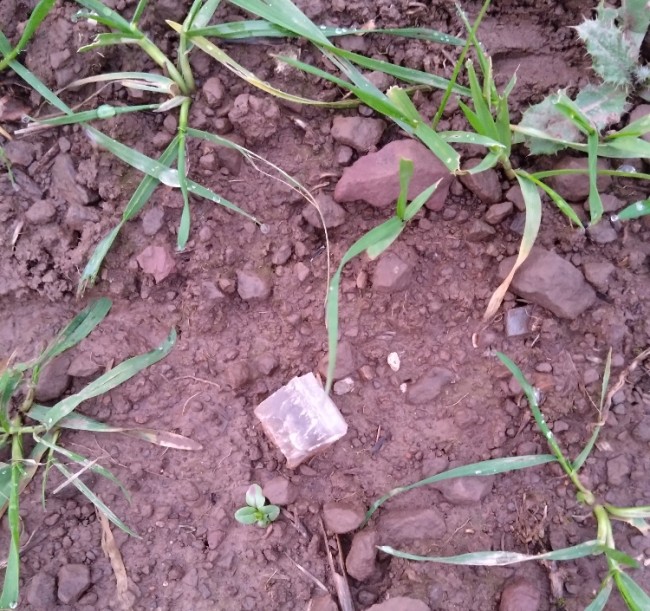 DSC_0034(2).jpg (526.46 KiB) 5697 mal betrachtet Achat Stück (Gesplittert)