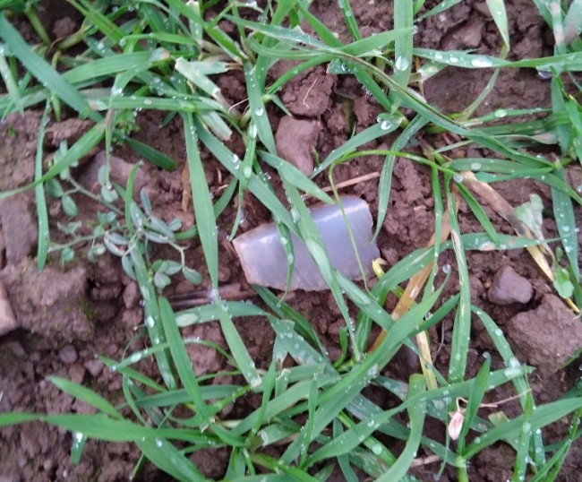 DSC_0031(2).jpg (446.99 KiB) 5644 mal betrachtet Dieses kleine Achat Stück ist noch nicht vom Pflug zerstört worden. Es handelt sich dabei um ein äußeres Stück eines größeren Achates. Die hier zu sehende Oberseite ist die Schnittfläche.