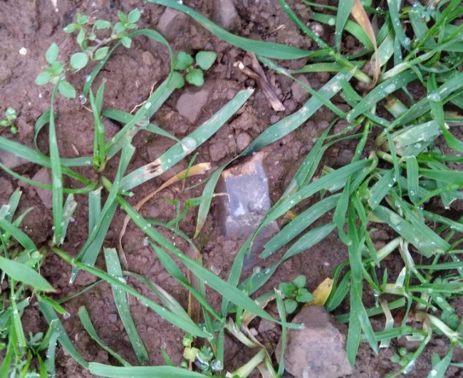 DSC_0026(2).jpg (440.95 KiB) 5644 mal betrachtet Achat Stück (Gesplittert)