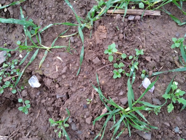 DSC_0025(2).jpg (839.11 KiB) 5694 mal betrachtet Leider schlecht zu erkennen. Hier gleich zwei Stück nebeneinander. Links Bergkristall und rechts Rosenquarz