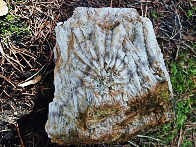 Eichigt Sternquarz