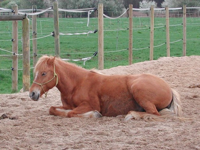 Ronja schläft....