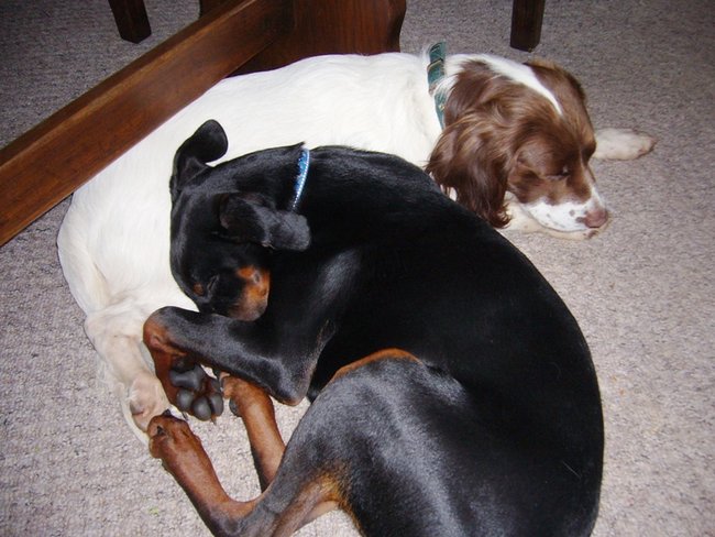 Ben und Rocky