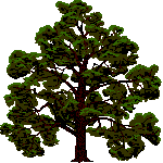 15 Baum1.webp