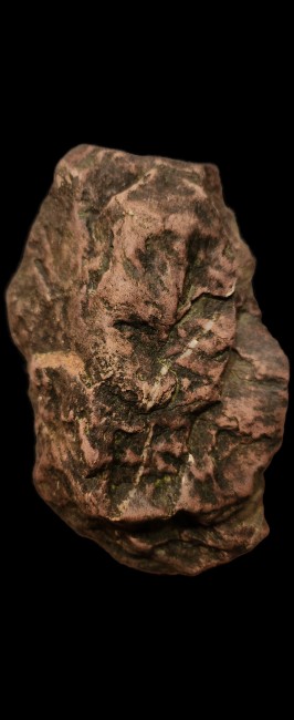 Blatt mit Eichenblatt.jpg