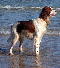 setter