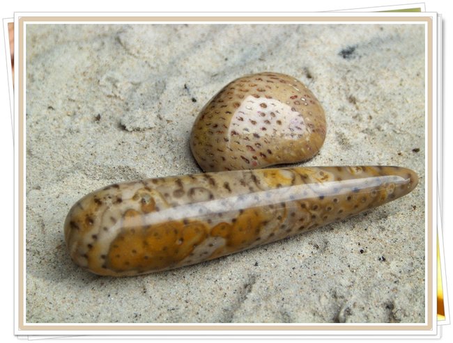 Versteinertes Palmholz HPIM3796.jpg