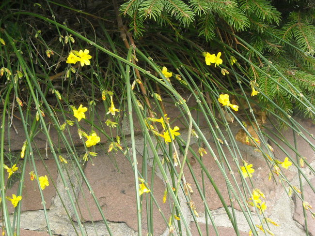 Blühen 01 6226.jpg