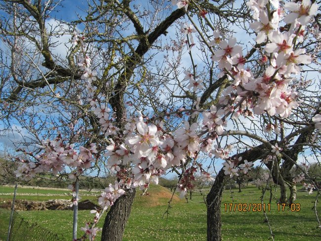 Mandelblüte Mallorca 1.jpg