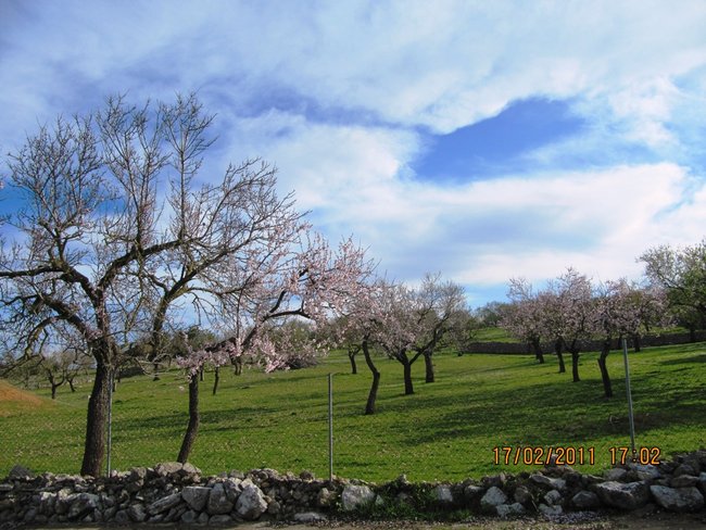 Mandelblüte Mallorca2.jpg