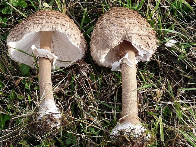 Pilze.Parasol.311009.JPG