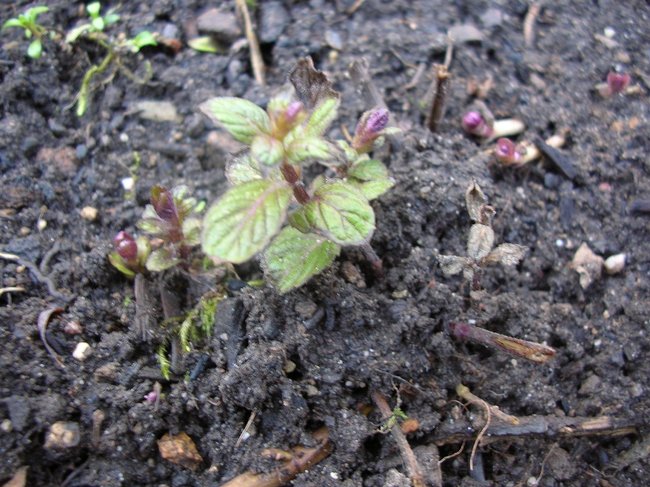 Minzen (Mentha spp.)