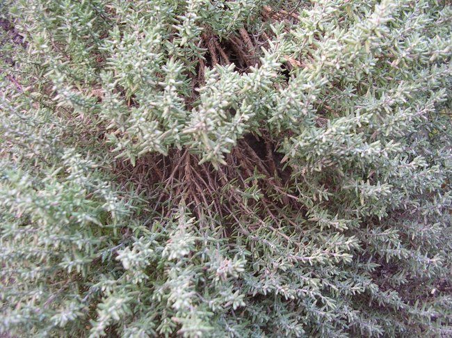 Thymian (Thymus officinalis)