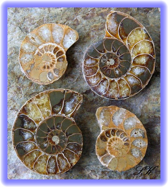 Ammonite.081109.JPG