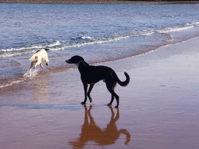 Ben &amp; Patch