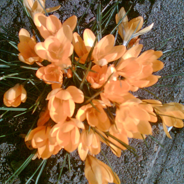 krokus 21.3., 10h