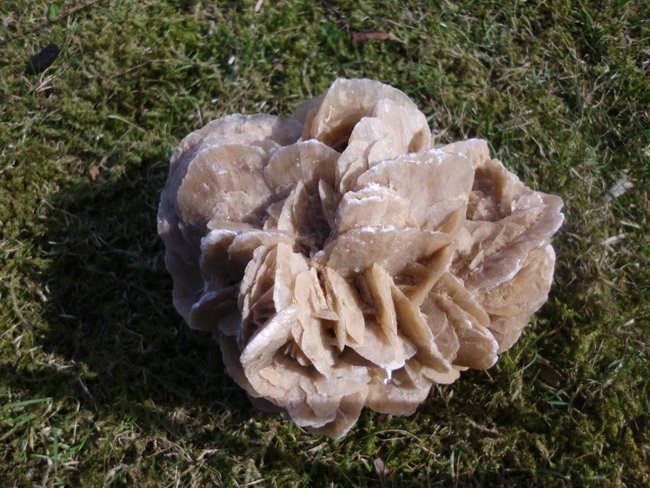 Sandrose rund 1.jpg