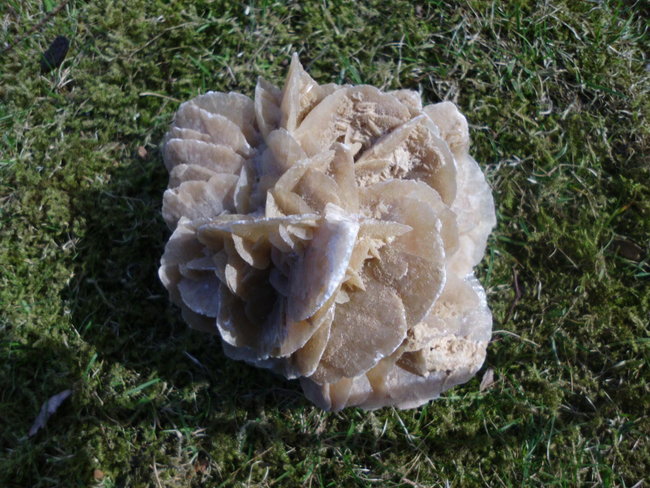 Sandrose rund 3.jpg