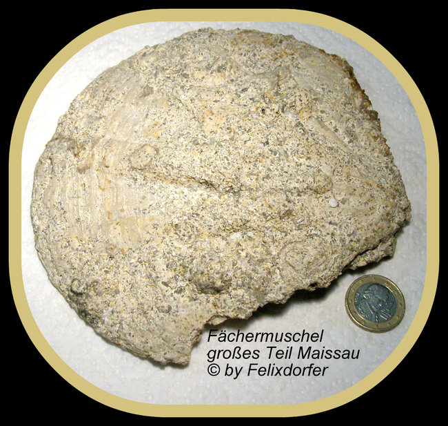 Fächernmuschel  aus Maissau