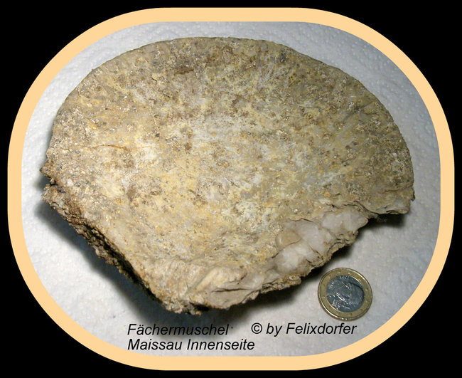 Fächernmuschel  aus Maissau  innenseite