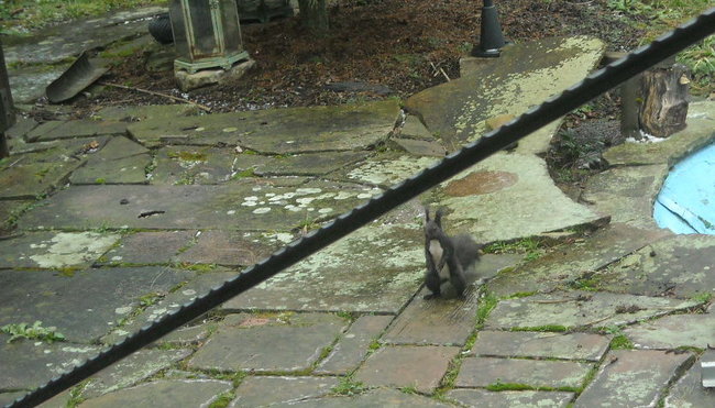 Eichhörnchen 01 3748.jpg