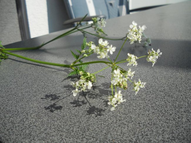 DSCN1605.JPG