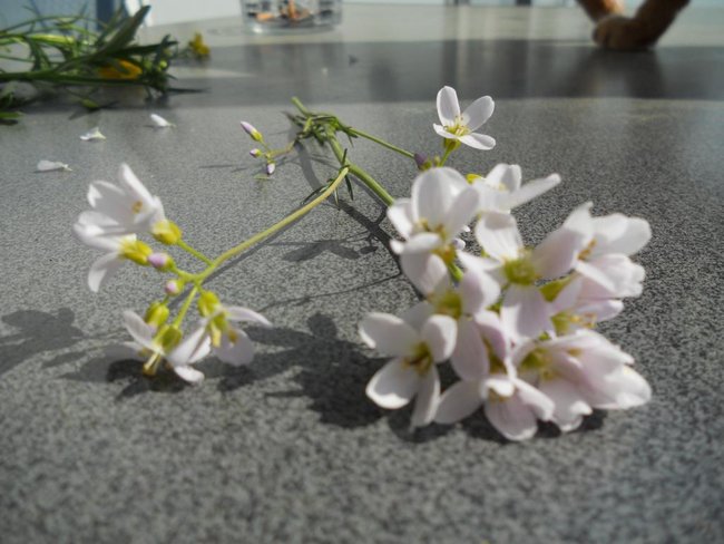 DSCN1609.JPG