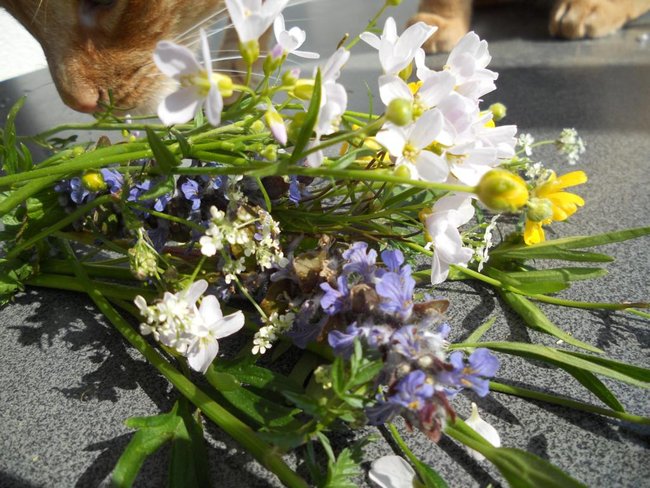 DSCN1613.JPG (198.94 KiB) 5802 mal betrachtet Die Katze hab ich gleich mal mitgesammelt... :)