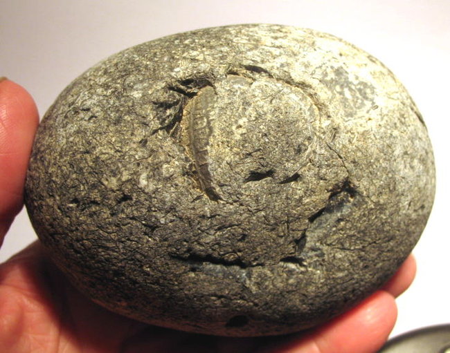 Flint-m.Seeigel2.JPG