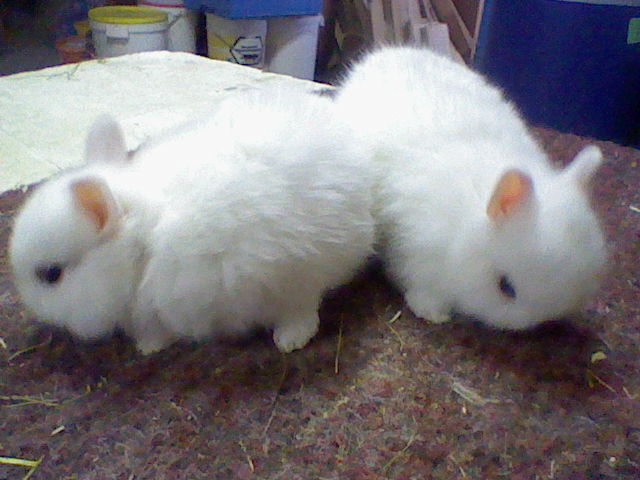 HASENBABYS !!! 001.JPG