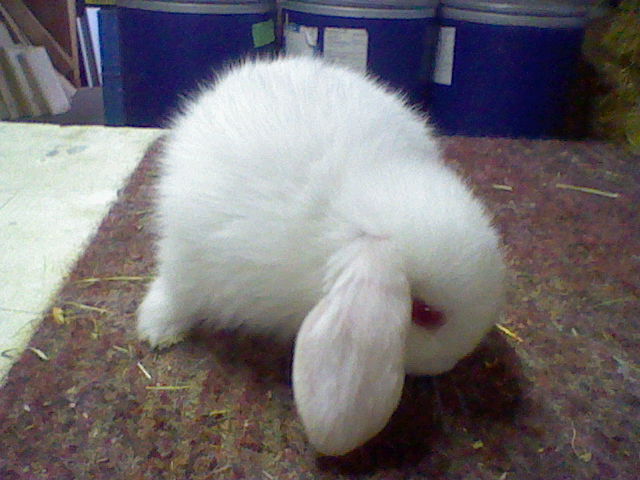 HASENBABYS !!! 002.JPG
