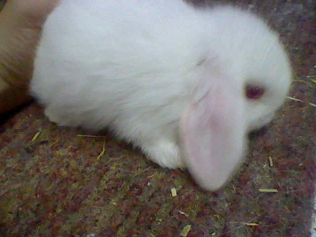 HASENBABYS !!! 003.JPG