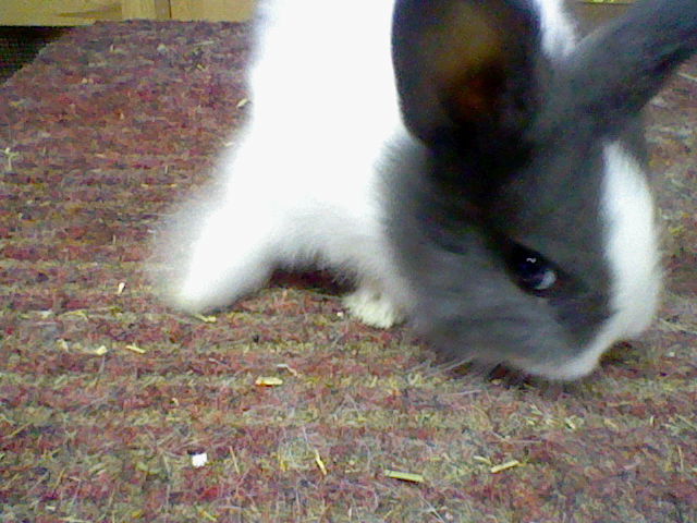 HASENBABYS !!! 005.JPG