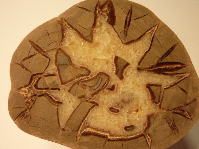 Septarie