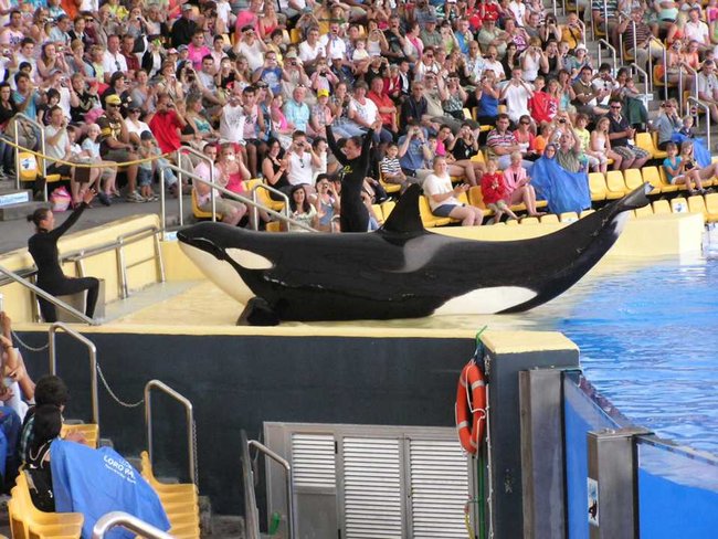 Orka-Show im Loro Parque