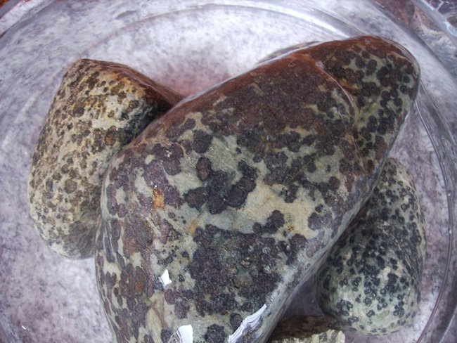 der  grosse ist knapp 25 cm lang