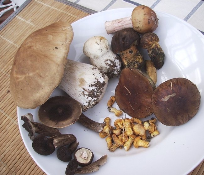 2 steinpilze, eingerahmt  von mohrenkopfmilchling, schusterbuben, perlpilz, maronen und  &quot;reherln &quot;