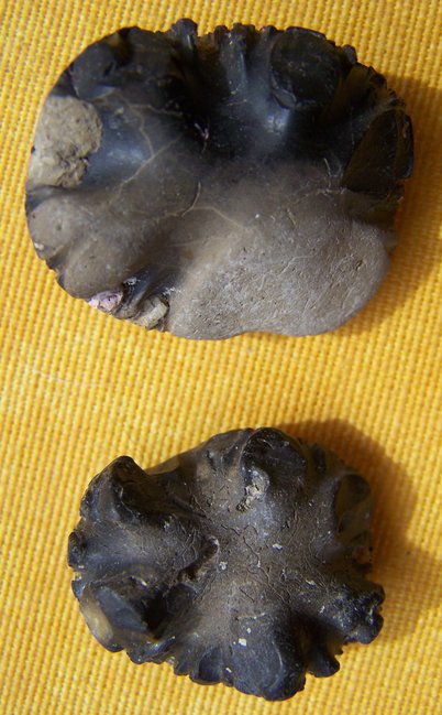 Rückseite