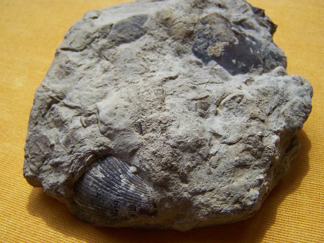 Muschelkalk mit Versteinerungen
