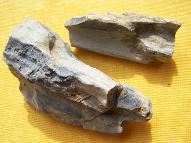 Versteinertes Holz