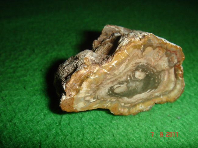 Versteinertes Holz 003.jpg