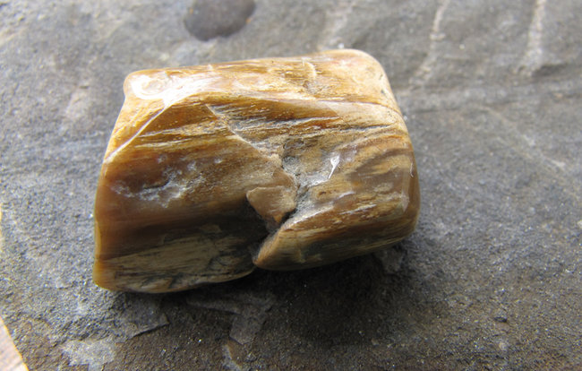 Versteinertes Holz 2