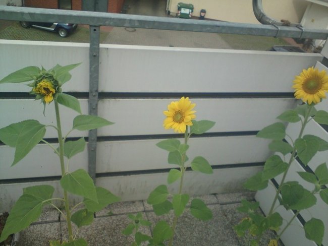 Sonnenblumen3.jpg