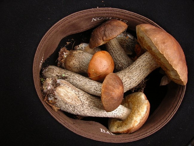 Wildpilze aus dem Schwarzwald:<br />Birkenpilz und Birkenrotkappe