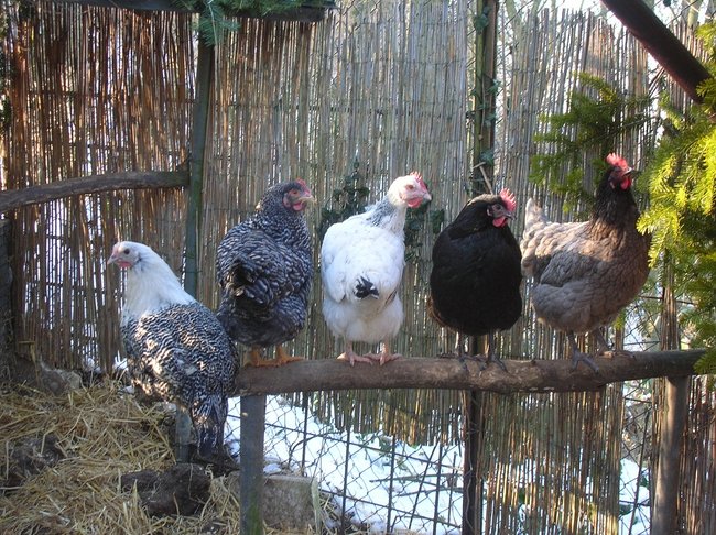 Hühner Winter.jpg (579.47 KiB) 3766 mal betrachtet einige meiner Hühner...