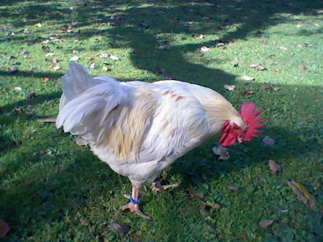 Nugget mein Kollbecks-Hahn