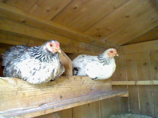 L: Tay Lee, R: Mini-Courage auf dem nest (Beides Zwerg-Wyandotten)