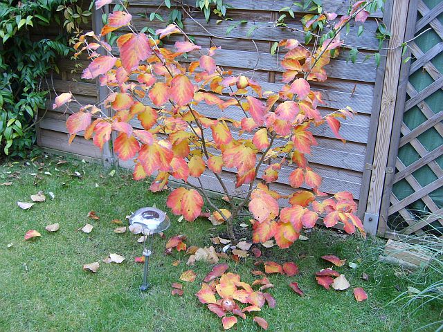 Herbst 1.jpg