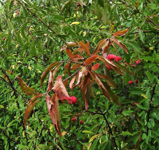 PICT0020.JPG
